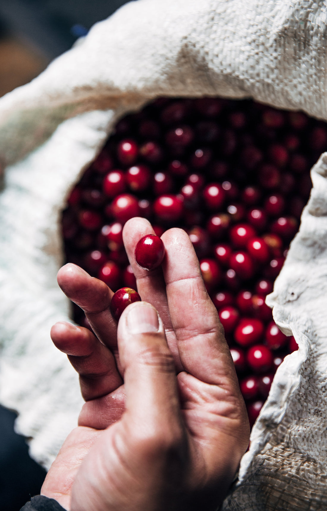 Café Arábica vs Robusta. ¿Qué diferencia tienen?