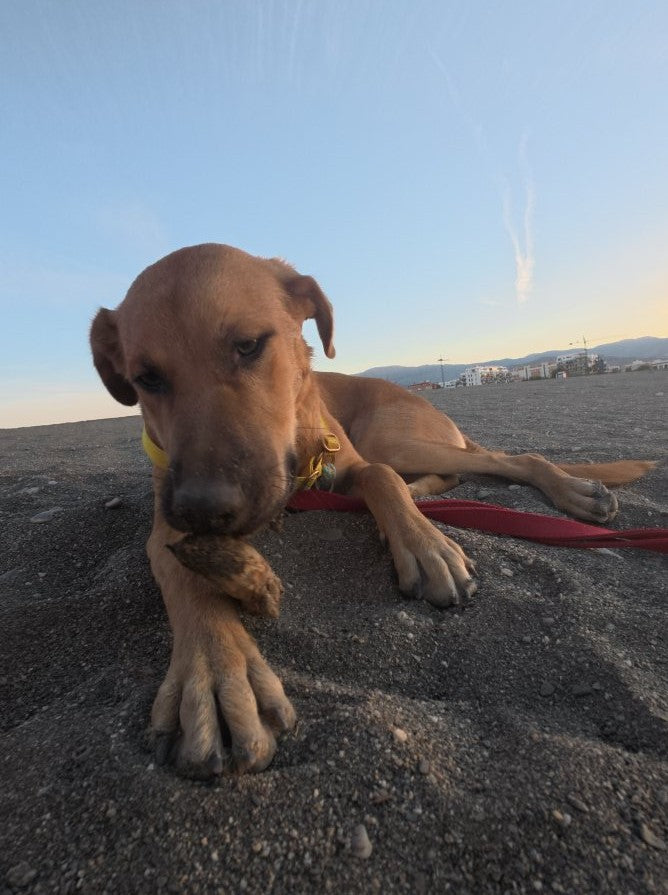 Adopta, no compres. Concientización, amor y responsabilidad.